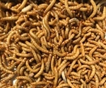 Study shows yellow mealworm can serve as alternative protein source to meet global food demand