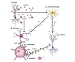 Study shows immune cells contribute to brain infection