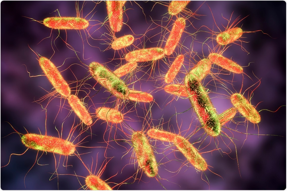 Salmonella Bacteria Salmonella Bacteria