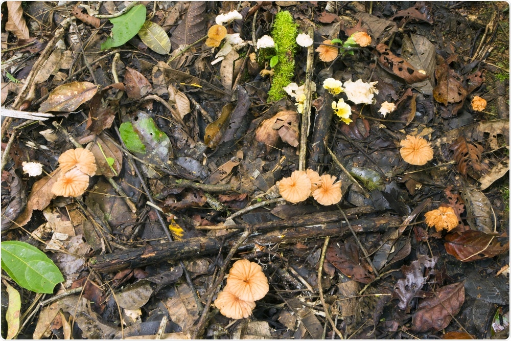 Leaf Litter Leaf Litter