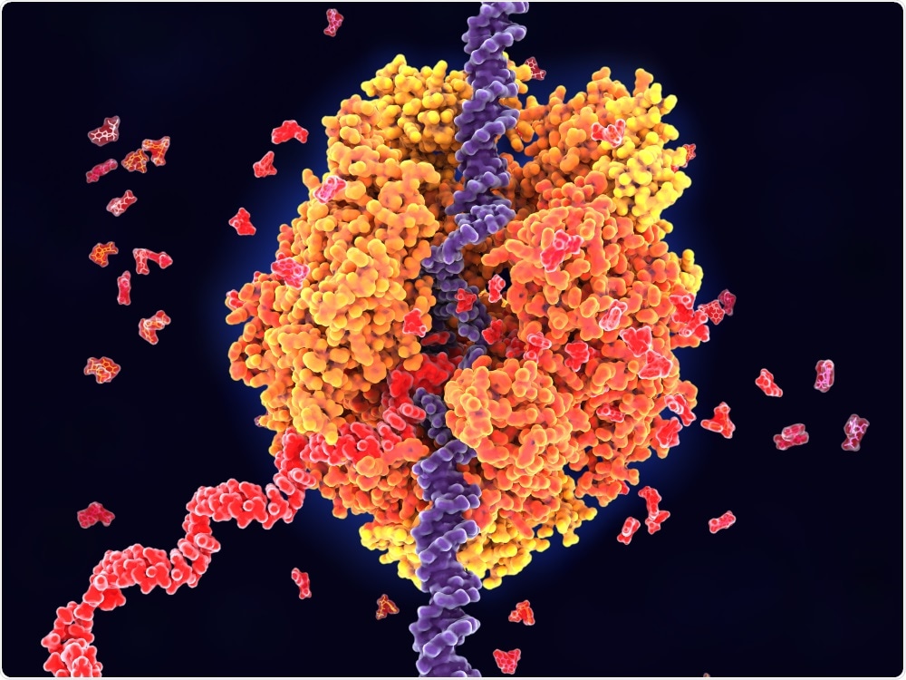 RNA Polymerase RNA Polymerase