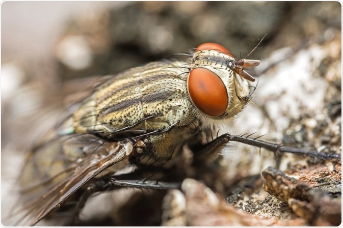 Diptera Diptera