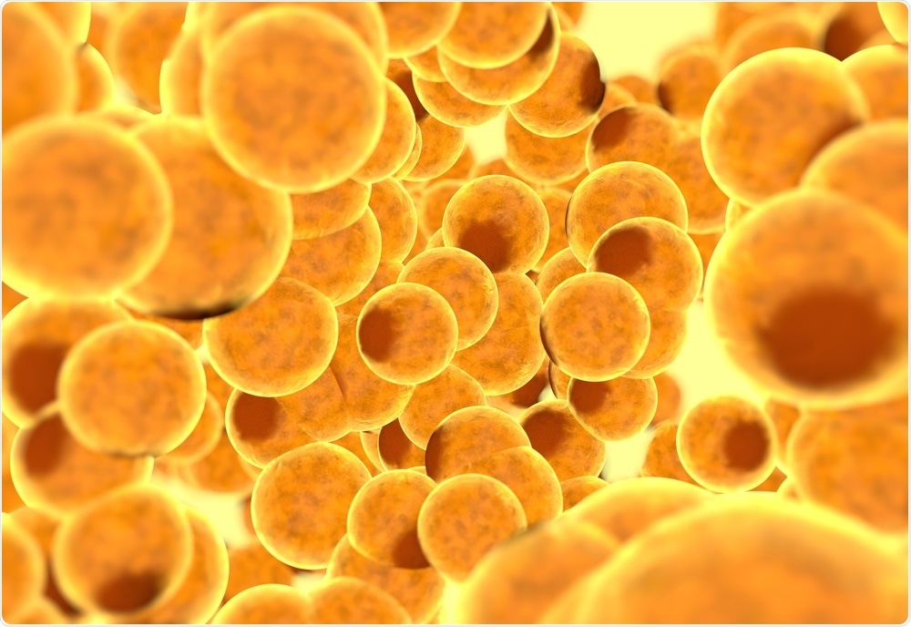Fat Cells Fat Cells