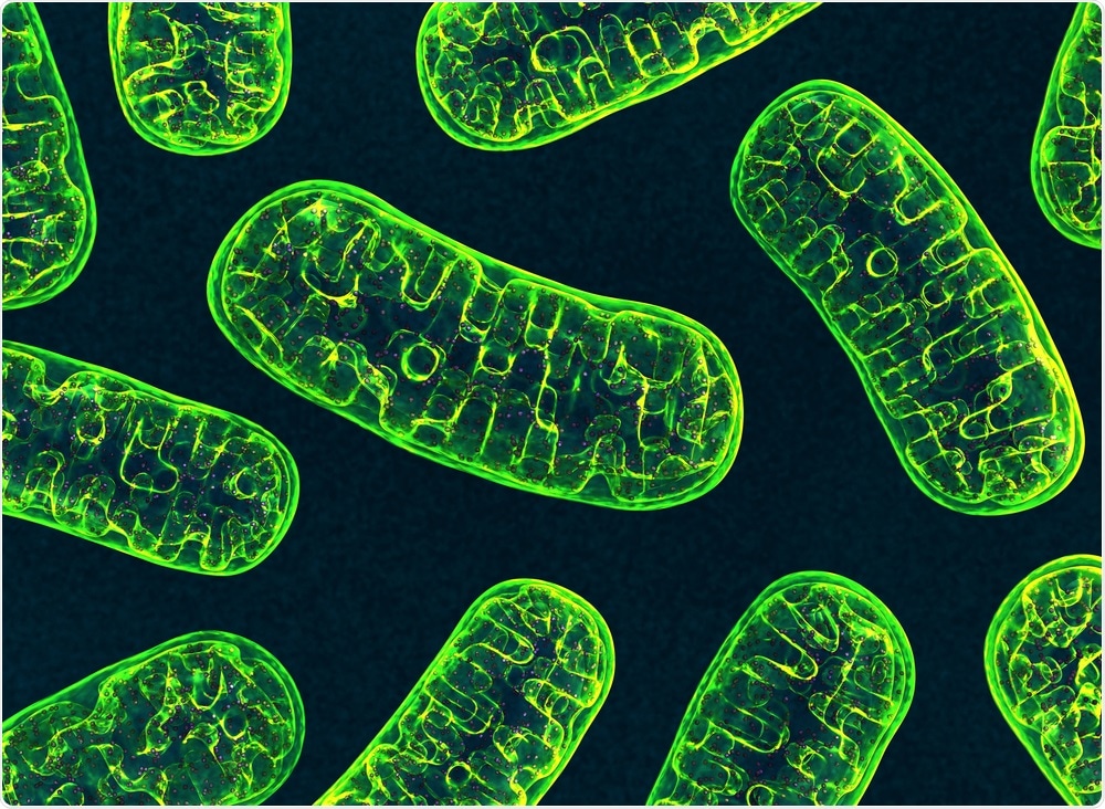 Mitochondria Mitochondria