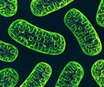 Study sheds light on the evolution of cheating and cooperative behaviors within different organisms