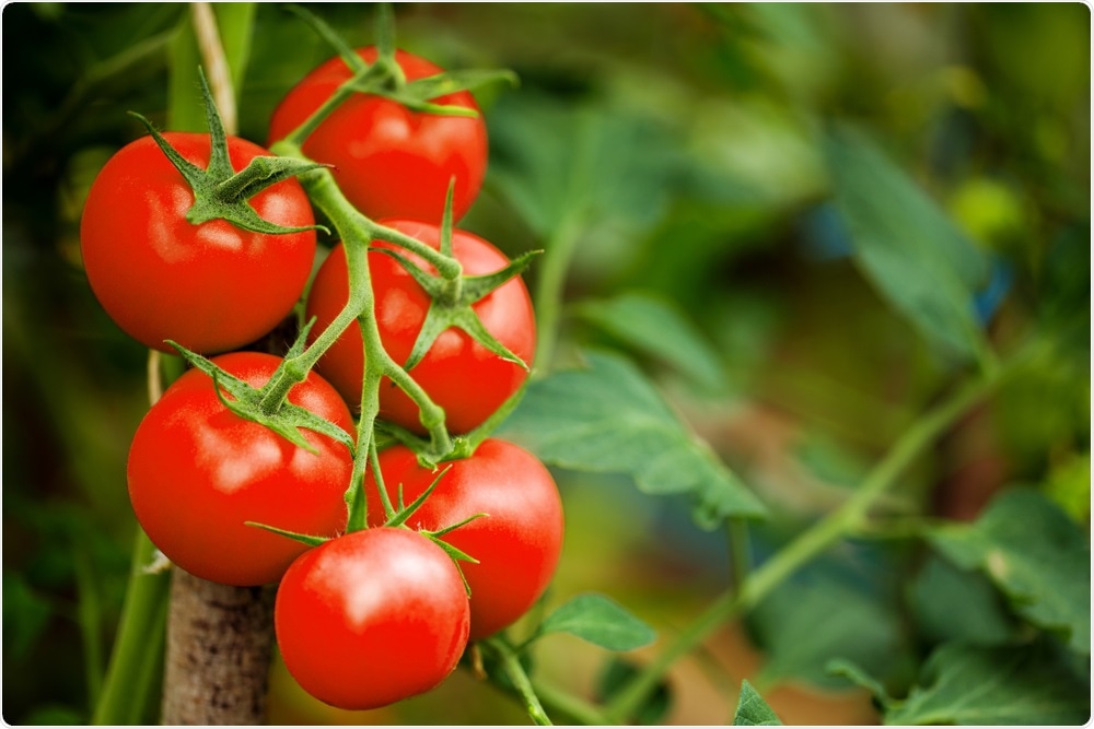 Tomatoes Tomatoes