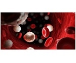 Study shows how stem cell niche maintain their self-renewal capacity