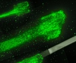 New mathematical model captures forces involved in cell movement