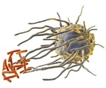 Circadian rhythms control killer cells in the immune system