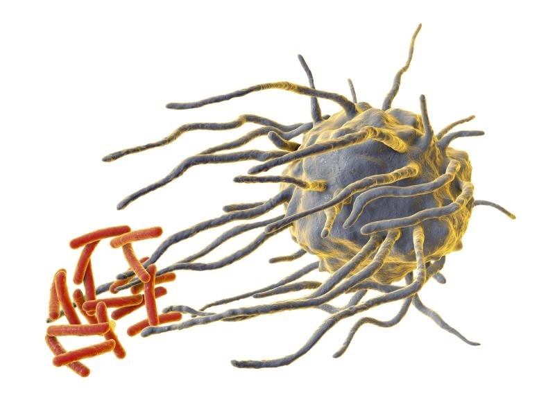 Circadian rhythms control killer cells in the immune system