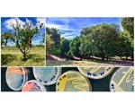 Disease-induced microbial shifts indicate new management strategies for crops