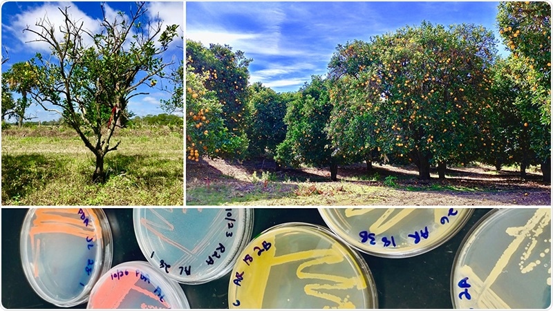 Disease-induced microbial shifts indicate new management strategies for crops