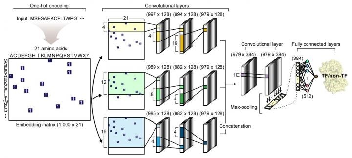 New deep neural network predicts transcription factors from protein sequences