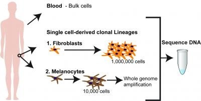 Scientists detect genomic DNA changes even in sun-protected skin