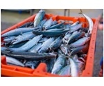 New technique helps detect dangerous histamine levels in fish samples
