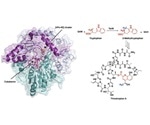Study reveals unusual chemical steps involved in the synthesis of antibiotics