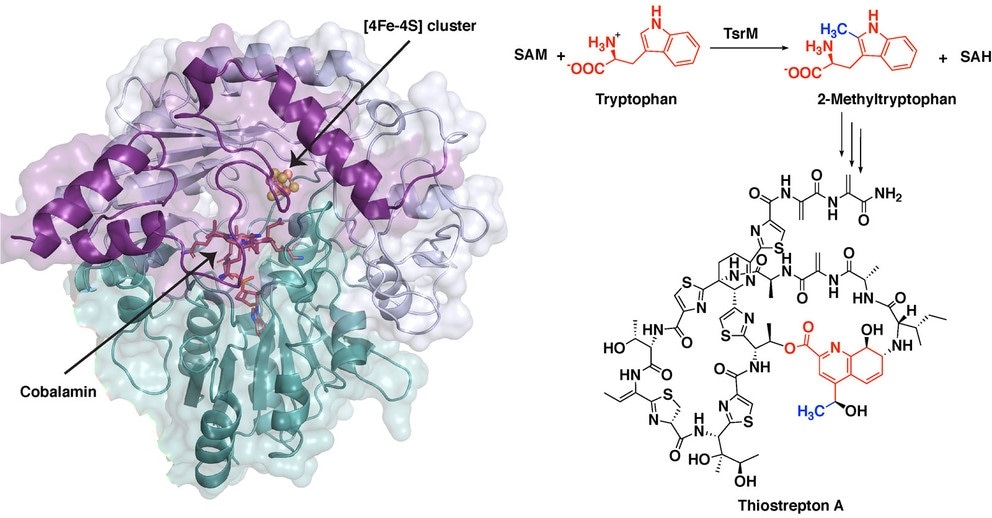 Study reveals unusual chemical steps involved in the synthesis of antibiotics