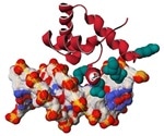Scientists discover the origin of rare genetic syndrome