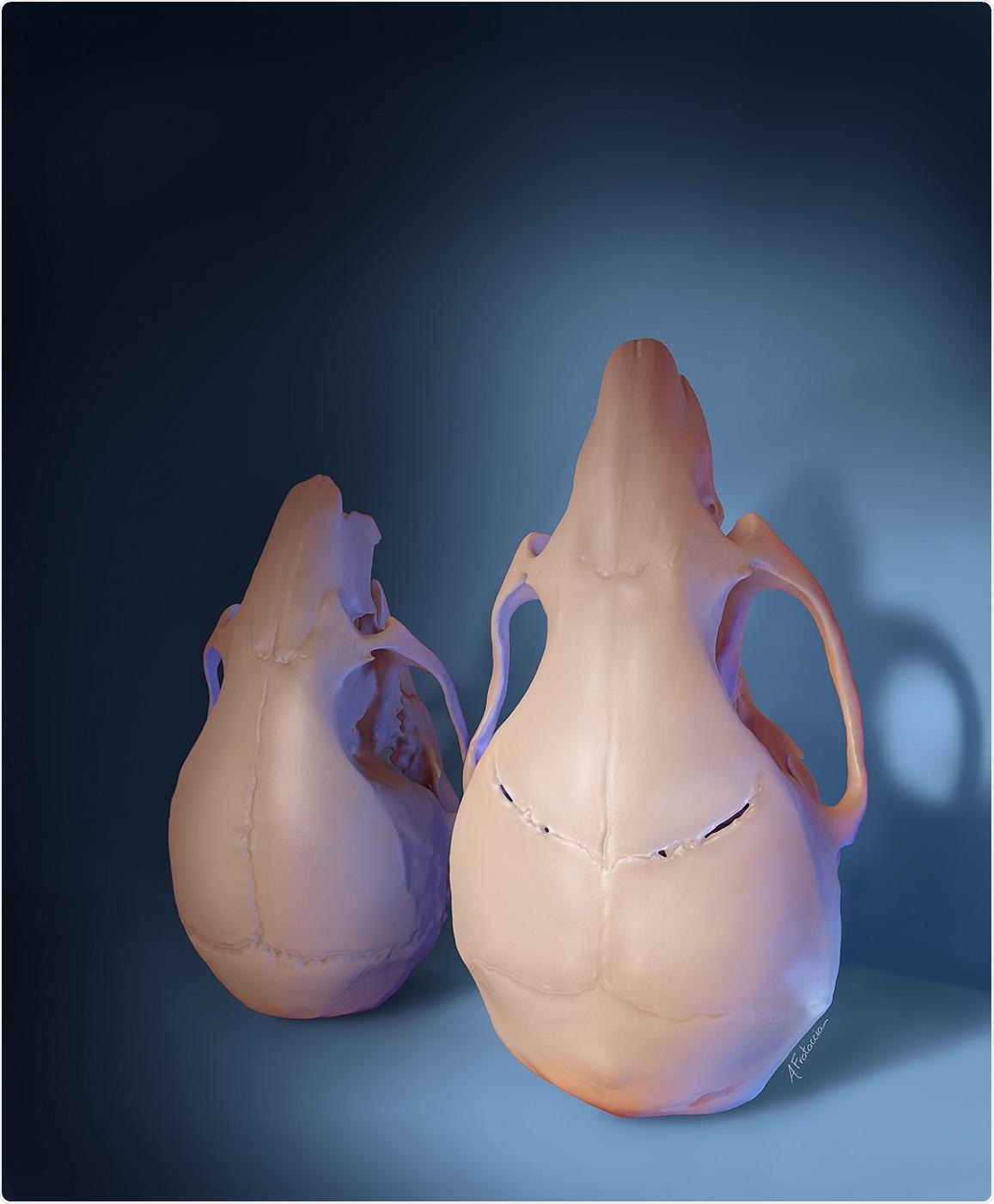 Scientists use stem cells to reverse memory and learning deficits in mice with craniosynostosis