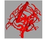 Study shows that hemoglobin in several species descends from a single gene
