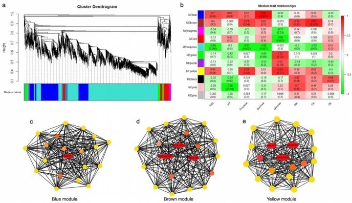 Study identifies gene networks that control sugar and organic acid metabolism during fruit development