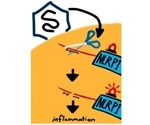 Study reveals NLRP1 protein that serves as a sensor for invasive pathogens