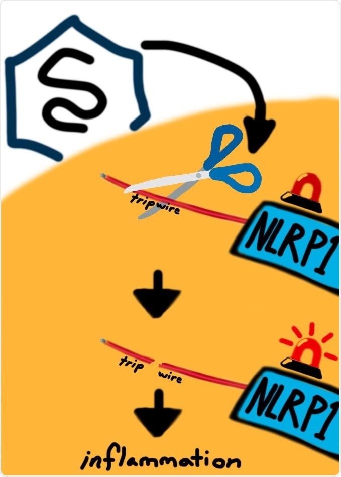 Study reveals NLRP1 protein that serves as sensor for invasive pathogens