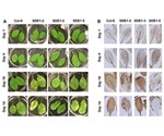 New study sheds light on citrus greening disease