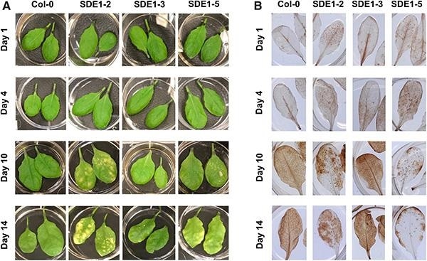 New study sheds light on citrus greening disease