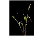 New genome resource helps study genetic traits in major crops