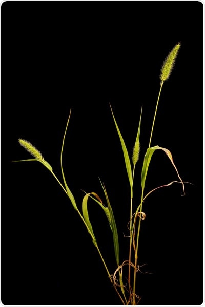 New genome resource helps study genetic traits in major crops