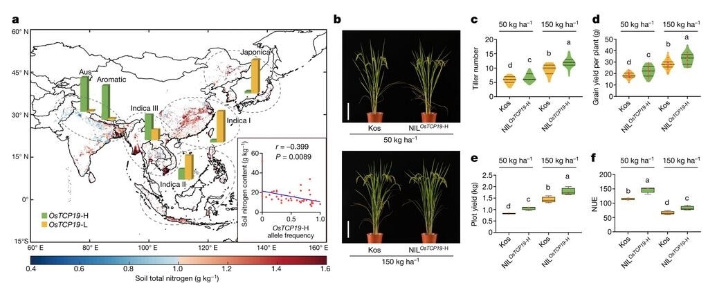 Scientists identify gene that helps rice adapt to low soil nitrogen