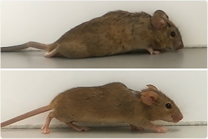 Gene therapy helps paralyzed mice to walk again