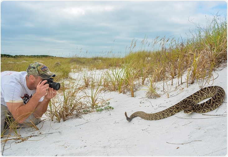 Venom of Tiger Rattlesnakes may advance genetic science