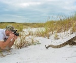 Venom of Tiger Rattlesnakes may advance genetic science