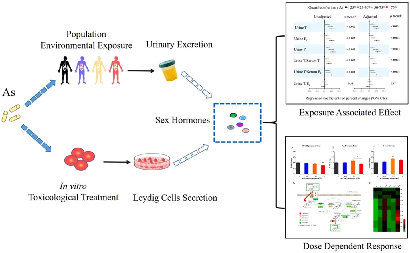 Study identifies new mode of male endocrine disruption due to environmental arsenic exposure