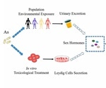 Study identifies new mode of male endocrine disruption due to environmental arsenic exposure
