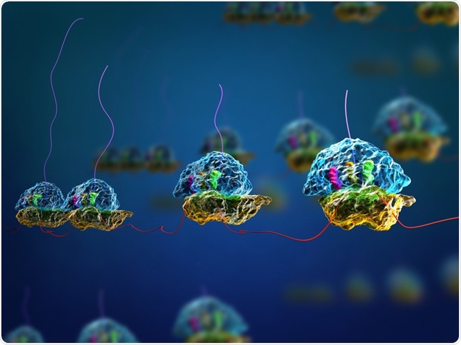 prokaryotic polysomes prokaryotic polysomes