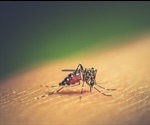Novel treatments could cut the death rate from dengue, Zika, West Nile viruses