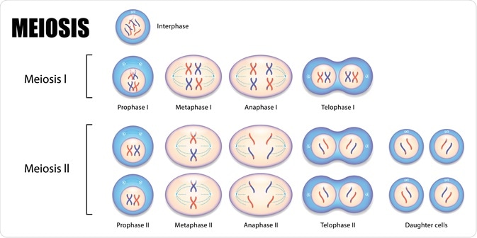 Meiosis Meiosis