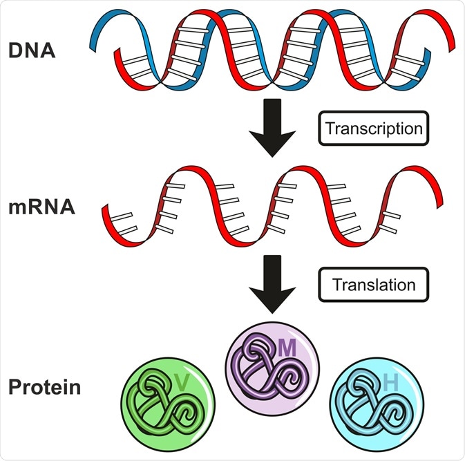 Gene Expression Gene Expression