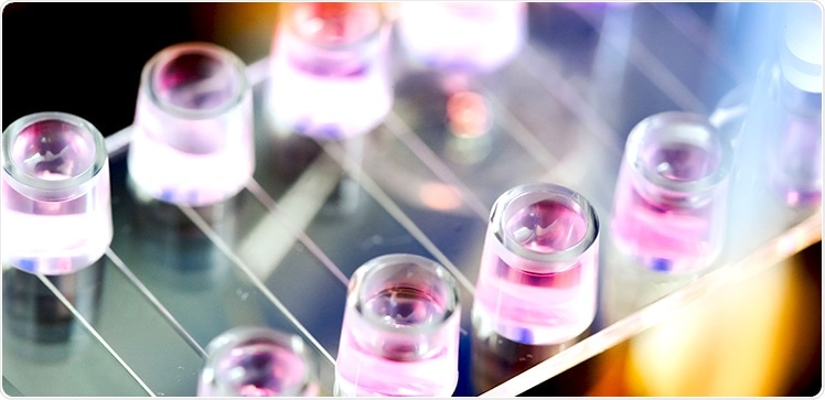 Study explores molecular mechanism behind cell homing