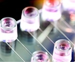 Study explores molecular mechanism behind cell homing