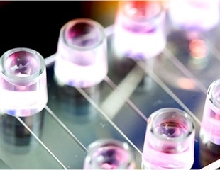 Study explores molecular mechanism behind cell homing