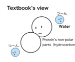 Disproving the classical theory of protein folding phenomenon