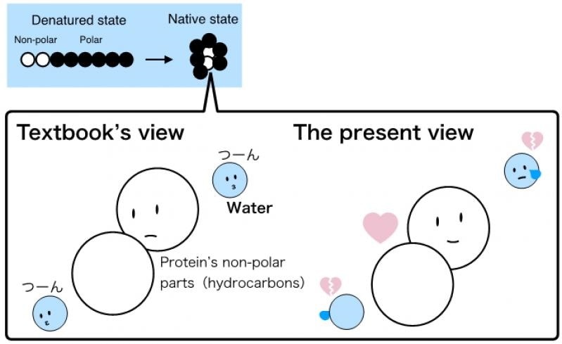 Researchers disprove the classical theory of protein folding phenomenon