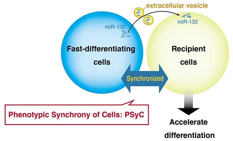 Extracellular vesicles synchronize cell activity, says study