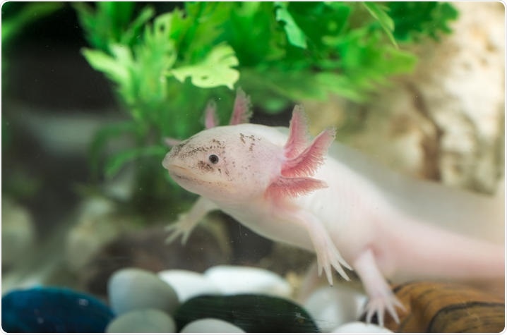 Research provides insights into the evolution of limb development in vertebrates