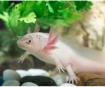 Research provides insights into the evolution of limb development in vertebrates