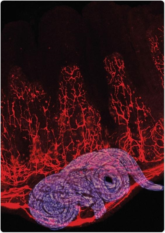 Enteric glial cells play a major role in gut immunity, says study